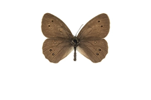 Aphantopus Hyperantus Prints: Ringlet, Aphantopus hyperantus