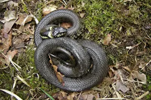 Grass Snake Species Prints: Ringslang, Grass Snake, Natrix natrix