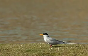 Outdoor Nature Scenes Prints: River Tern, Sterna aurantia
