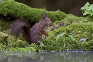 Sciurus Vulgaris Prints: Rode eekhoorn, Red Squirrel, Sciurus vulgaris