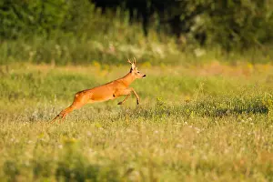 Wildlife In Netherlands Prints: Roe Deer