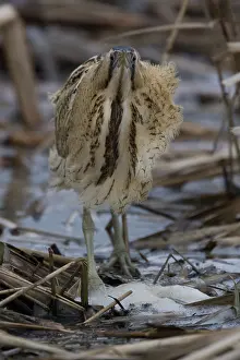 Botaurus Stellaris Habitat Prints: Roerdomp; Botaurus stellaris; Great Bittern; Rohrdommel; Butor e