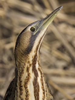 Roerdomp, Eurasian Bittern, Botaurus stellaris