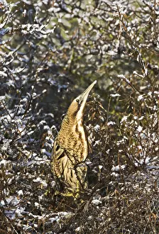 Botaurus Stellaris Images Prints: Roerdomp, Eurasian Bittern, Botaurus stellaris