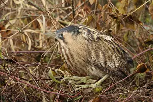 Eurasian Bittern Habitat Prints: Roerdomp, Eurasian Bittern, Botaurus stellaris