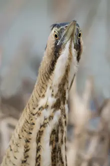 Botaurus Stellaris Prints: Roerdomp, Eurasian Bittern, Botaurus stellaris