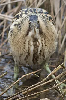 Botaurus Stellaris Habitat Prints: Roerdomp, Eurasian Bittern, Botaurus stellaris