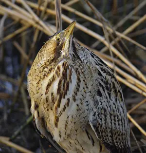 Botaurus Stellaris Habitat Prints: Roerdomp, Eurasian Bittern, Botaurus stellaris