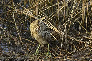 Botaurus Stellaris Habitat Prints: Roerdomp, Eurasian Bittern, Botaurus stellaris