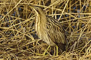 Botaurus Stellaris Prints: Roerdomp, Eurasian Bittern, Botaurus stellaris