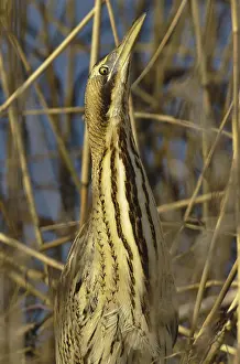 Botaurus Stellaris Habitat Prints: Roerdomp, Eurasian Bittern, Botaurus stellaris