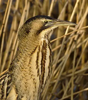 Botaurus Stellaris Prints: Roerdomp, Eurasian Bittern, Botaurus stellaris