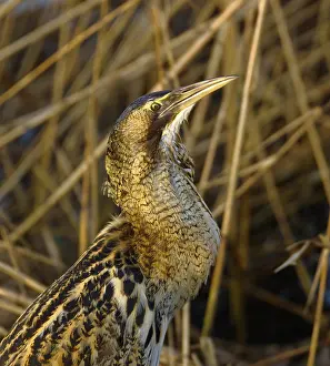 Botaurus Stellaris Prints: Roerdomp, Eurasian Bittern, Botaurus stellaris