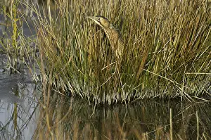 Eurasian Bittern Habitat Prints: Roerdomp, Eurasian Bittern, Botaurus stellaris