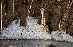 Eurasian Bittern Habitat Prints: Roerdomp; Eurasian Bittern; Botaurus stellaris