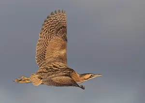 Botaurus Stellaris Prints: Roerdomp, Eurasian Bittern, Botaurus stellaris