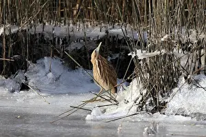 Botaurus Stellaris Habitat Prints: Roerdomp Eurasian Bittern Botaurus stellaris