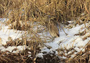 Botaurus Stellaris Habitat Prints: Roerdomp Eurasian Bittern; Botaurus stellaris;
