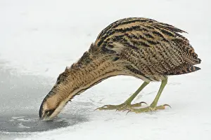 Botaurus Stellaris Prints: Roerdomp, Eurasian Bittern, Botaurus stellaris