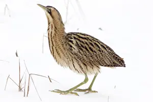 Eurasian Bittern Habitat Prints: Roerdomp, Eurasian Bittern, Botaurus stellaris