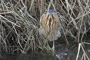 Botaurus Stellaris Prints: Roerdomp, Eurasian Bittern, Botaurus stellaris