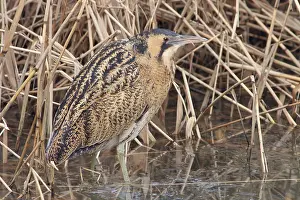Botaurus Stellaris Habitat Prints: Roerdomp, Eurasian Bittern, Botaurus stellaris