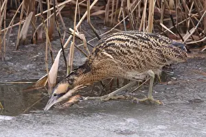 Netherlands Wildlife Images Prints: Roerdomp, Eurasian Bittern, Botaurus stellaris