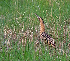 Botaurus Stellaris Prints: Roerdomp, Eurasian Bittern, Botaurus stellaris