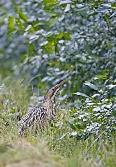 Botaurus Stellaris Habitat Prints: Roerdomp, Great Bittern, Botaurus stellaris
