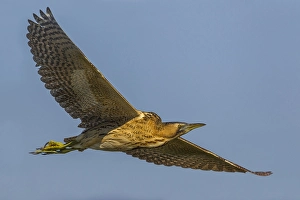 Botaurus Stellaris Images Prints: Roerdomp; Great Bittern; Botaurus stellaris