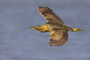 Great Bittern Prints: Roerdomp; Great Bittern; Botaurus stellaris