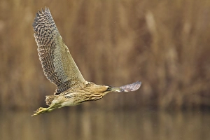 Botaurus Stellaris Images Prints: Roerdomp; Great Bittern; Botaurus stellaris