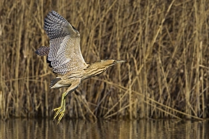 Botaurus Stellaris Images Prints: Roerdomp Great Bittern; Botaurus stellaris