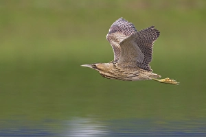 Botaurus Stellaris Prints: Roerdomp; Great Bittern; Botaurus stellaris
