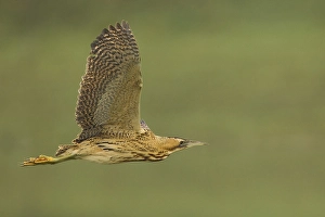 Botaurus Stellaris Prints: Roerdomp; Great Bittern; Botaurus stellaris