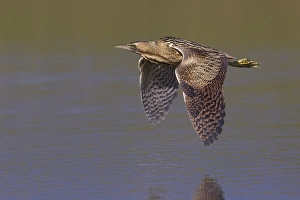Botaurus Stellaris Prints: Roerdomp; Great Bittern; Botaurus stellaris