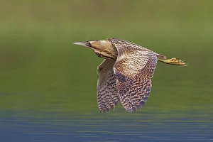 Botaurus Stellaris Images Prints: Roerdomp; Great Bittern; Botaurus stellaris