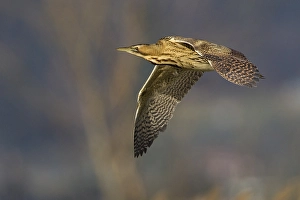 Botaurus Stellaris Images Prints: Roerdomp; Great Bittern; Botaurus stellaris