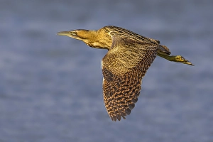 Botaurus Stellaris Prints: Roerdomp; Great Bittern; Botaurus stellaris