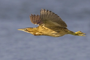 Botaurus Stellaris Images Prints: Roerdomp; Great Bittern; Botaurus stellaris