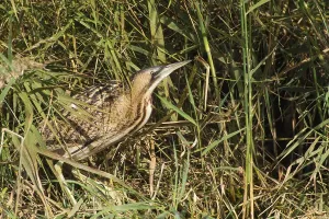 Botaurus Stellaris Habitat Prints: Roerdomp, Great Bittern, Botaurus stellaris