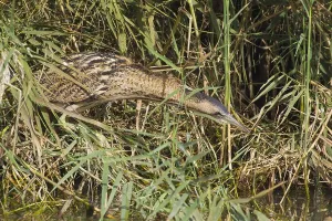 Botaurus Stellaris Habitat Prints: Roerdomp, Great Bittern, Botaurus stellaris