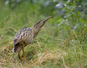 Botaurus Stellaris Habitat Prints: Roerdomp, Great Bittern, Botaurus stellaris