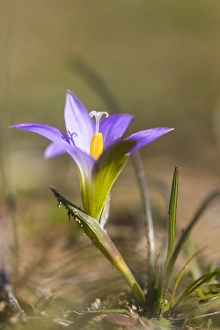 Springtime Garden Blooms Prints: Romulea bulbocodium
