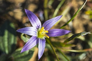 Europe Flowers Prints: Romulea bulbocodium