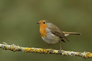 Songbird Nature Photography Prints: roodborst ; robin ; Erithacus rubecula