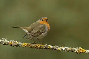 March Prints: Erithacus rubecula Print - Robin Sitting on Branch