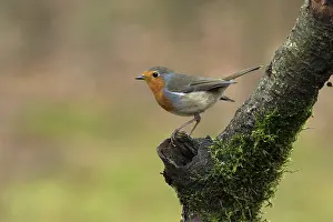 Adult Bird Species Prints: roodborst ; robin ; Erithacus rubecula