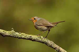 Erithacus Rubecula Prints: roodborst ; robin ; Erithacus rubecula