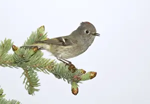 Roodkroonhaan, Ruby-crowned kinglet, Regulus calendula